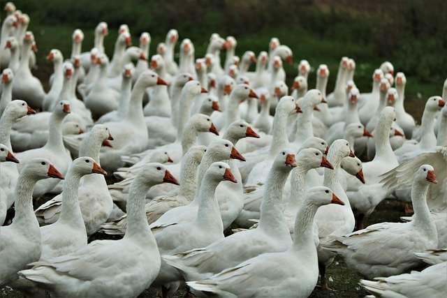 South Korea has the first avian influenza epidemic on farms this year. 392,000 chickens and ducks have been prevented.