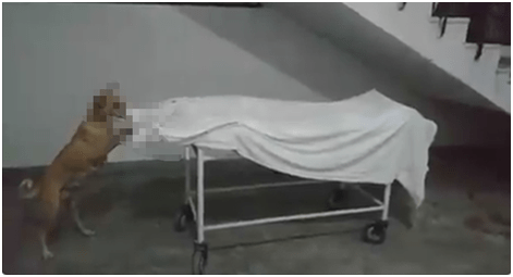 Indian Media: The remains of a 13-year-old girl in an Indian hospital was left unattended and was "eaten" by a stray