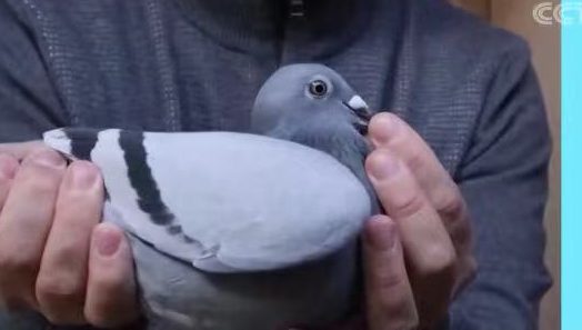The most expensive pigeon in the world is bidding up to 1.32 Million Euros