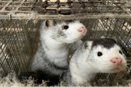 At least 200 mink died after many people were infected with the novel coronavirus in a fur farm in Canada.