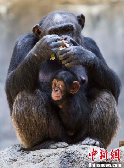 Chimpanzee "jailbreak" incident in São Paulo state, Brazil, 40 people participated in the hunt