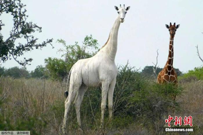 The world's only white giraffe wears a tracking device to prevent being killed by poachers