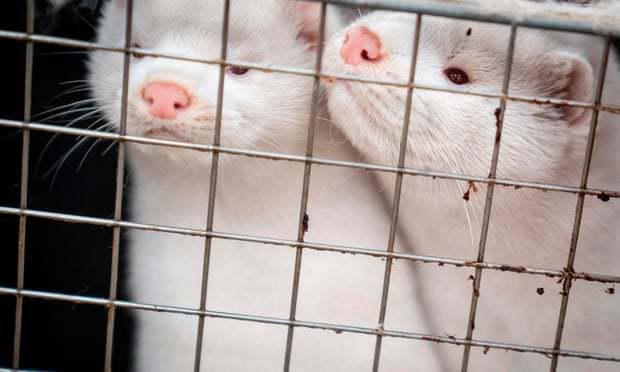 Mink variants of Coronavirus have been found in patients in 7 countries, but only Denmark "kills mink nationwide"
