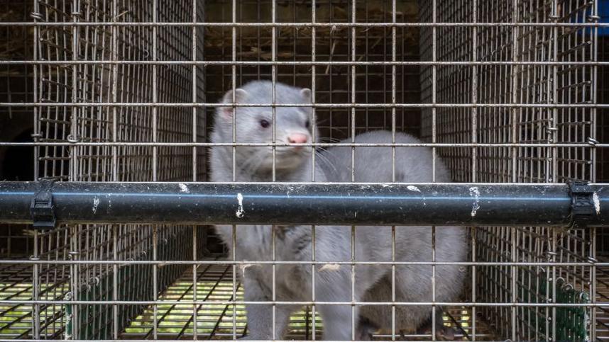 Farmed mink infected with COVID-19 for the first time in France