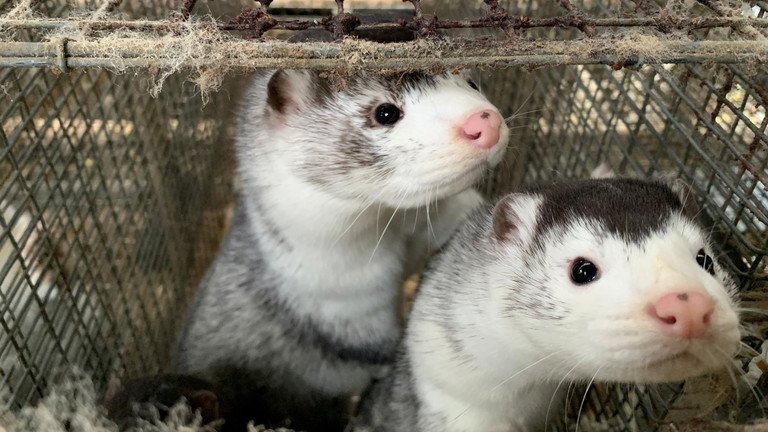 The reason for After thousands of mink were killed, Denmark still wants to discuss the possibility of exhuming the mink's body?