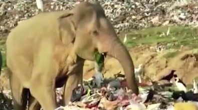 Sri Lankan wild elephants dig through garbage for food and have plastic in their stomachs