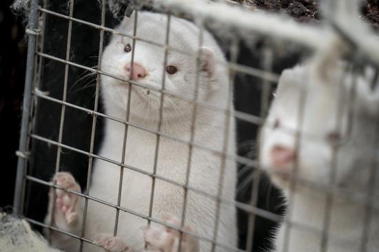 Another mink farm outbreak in United States, many workers inflected