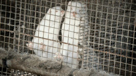 WHO: Covid-19 found in mink farms in six European and American countries