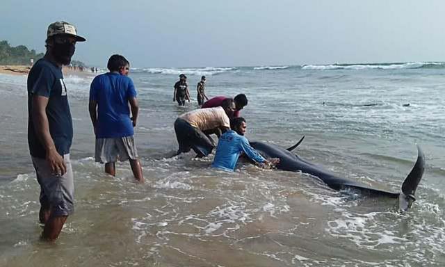 Hundreds of pilot whales stranded on the beach in Sri Lanka. local military and civilians joined forces to carry out rescue day and night