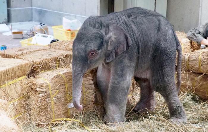 Baby elephants born at Ueno Zoo in Japan for the first time since the park opened in 1882