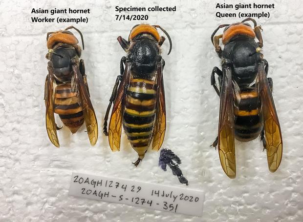 The United States destroyed the "killer bee" nest: 200 queen bees have been found but it is not known if they will escape again