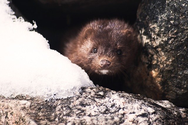 Sweden announces a ban on artificial breeding of mink until the end of the year