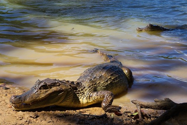 Can the young alligator be reborn after breaking its tail? It may help to develop new wound repair treatments.