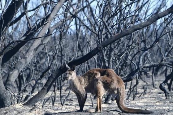 Nearly half of the land on Fraser Island, a world heritage site in Australia, was burned.