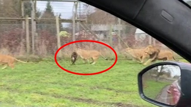 A monkey escaped from Monkey Mountain in the British Zoo and strayed into the lions and was bitten to death alive.