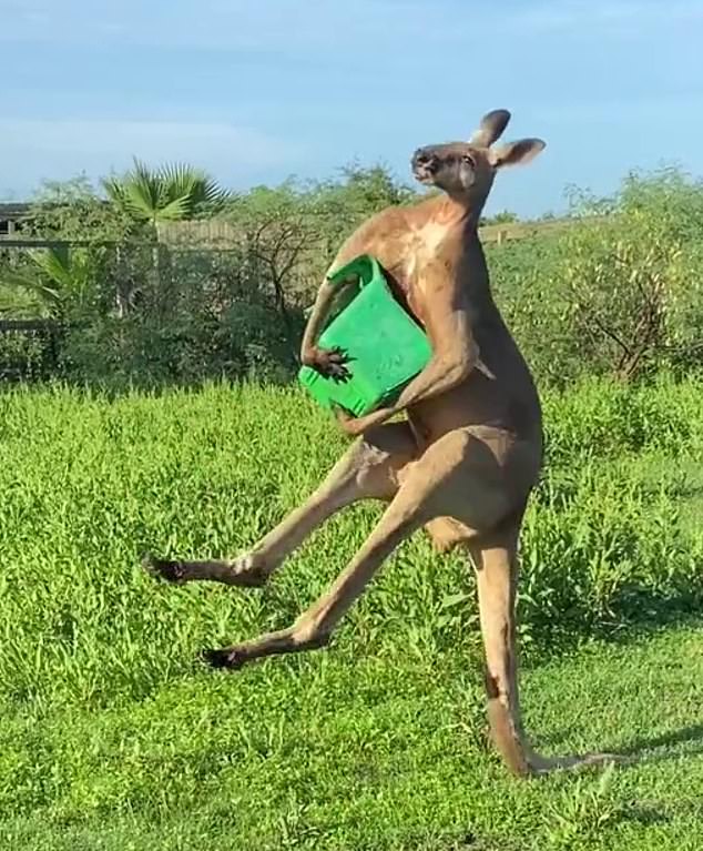 A kangaroo stands with its tail in an American zoo with extremely well-developed muscles.