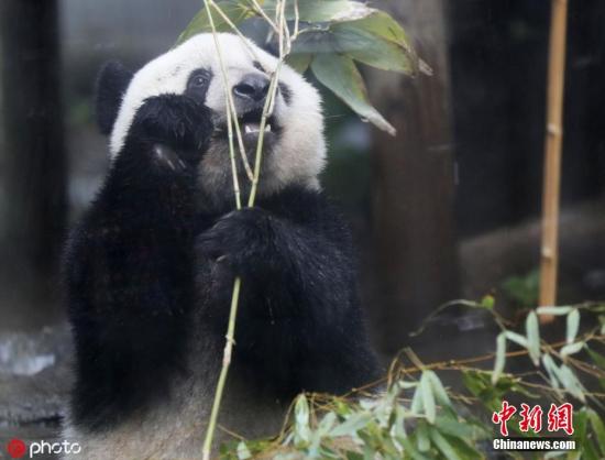 Giant panda "xiangxiang" will stay for another 5 months. Japanese netizens cheered and cheered.