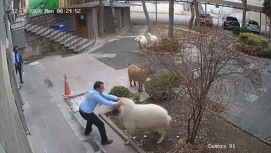 Five sheep broke into a city hall in Turkey, causing chaos and chasing and attacking the staff.