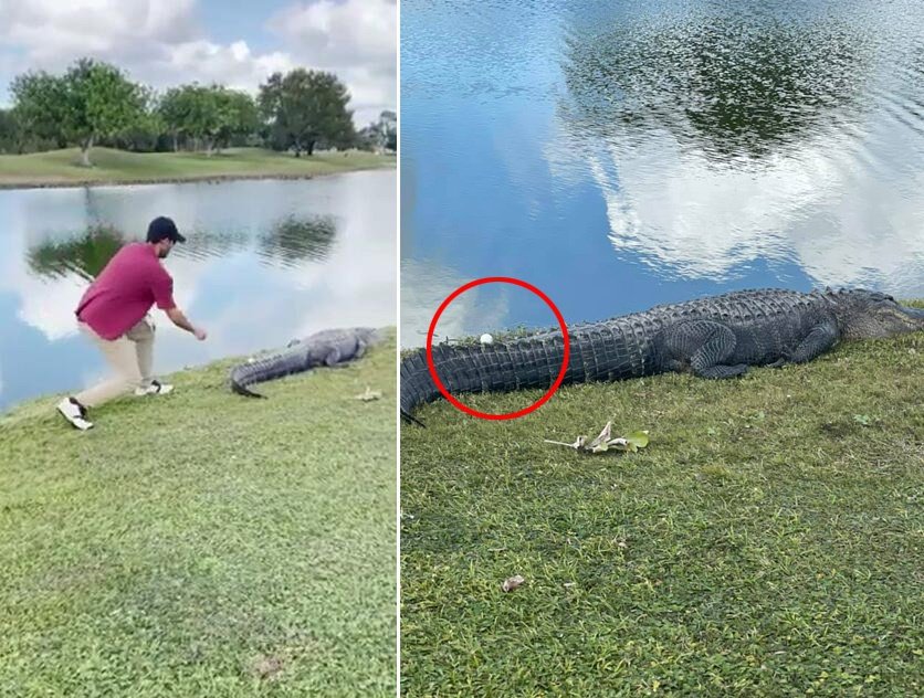 The man found a ball on the tail of the crocodile on the golf course and ventured to take it away.