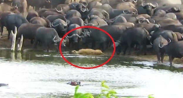 A lioness in South Africa was trampled to death by buffalo herds. The body was thrown around
