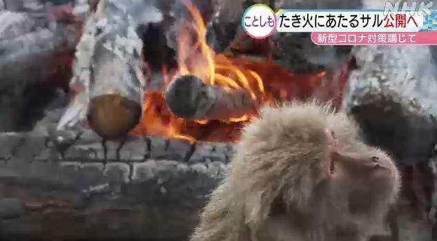 The cold winter has arrived. Japanese monkeys "bake a fire" to warm their expressions
