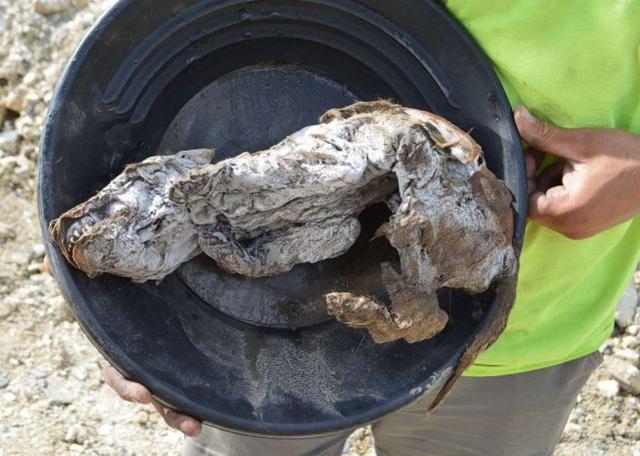 anada finds mummy of wolf pup 57,000 years ago