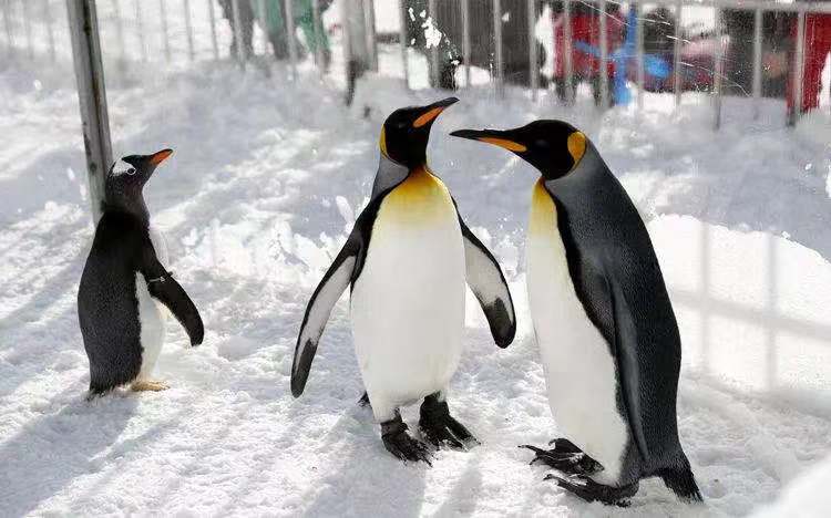 "Coronavirus appears in Antarctica", and penguins also need to be tested for nucleic acid?