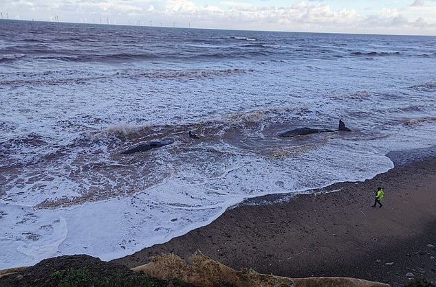 Ten sperm whales were washed up on the beach of East Yorkshire, England, and all of them died unfortunately.