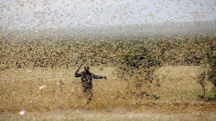 Locust infestation outbreaks in some provinces of South Africa has implemented control measures to curb the spread of locusts.