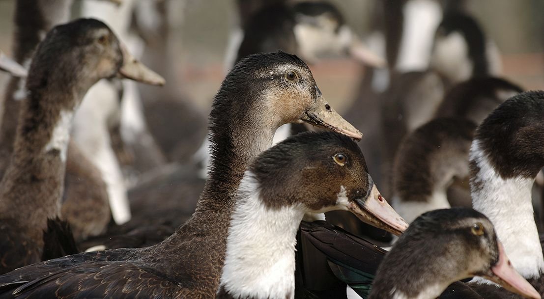 H5N8 avian influenza outbreak occurred in a duck farm in southwest France.