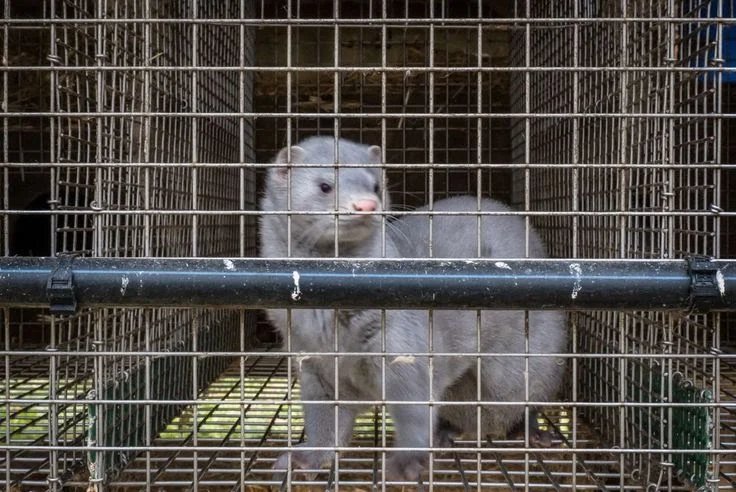 France completes investigation of 4 mink farms No COVID-19 mutation found
