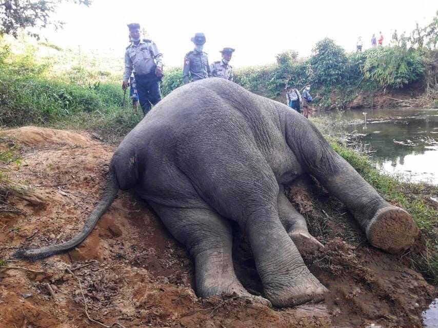 A wild elephant hunted and killed in Delindayi Province, Myanmar