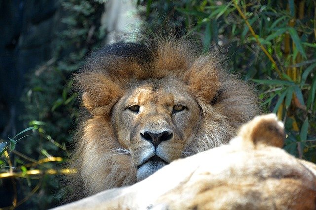 Four lions at Barcelona Zoo have been infected with the novel coronavirus and have recovered.2
