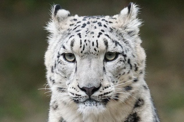 Three snow leopards in the U.S. zoo are infected with COVID-19 or infected by employees.