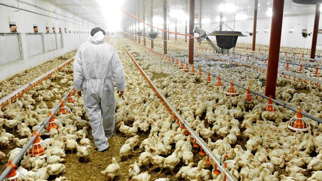 Bangladesh banned the import of poultry egg products from India indefinitely to prevent the spread of avian influenza.