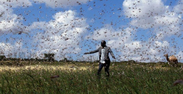 Locust infestation in 15 counties in Kenya