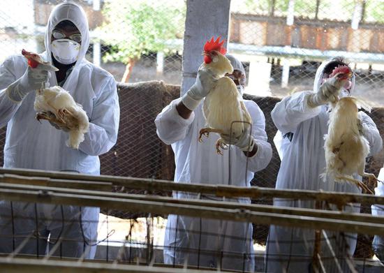 Avian influenza outbreaks have taken place in many parts of India, and four states have been put on alert.
