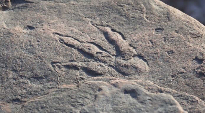 A 4-year-old girl in the UK found dinosaur footprints 200 million years ago. Experts were amazed.