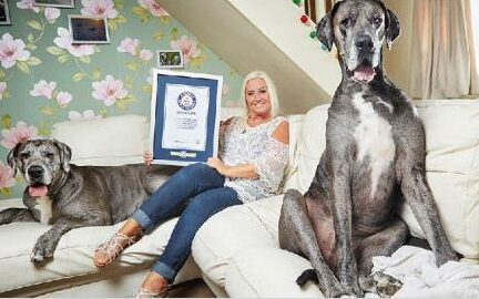 The world's tallest dog died in Britain and stood more than 2 meters tall