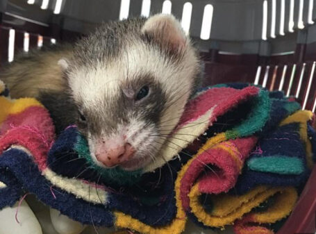 A British ferret sneaked into the washing machine and was washed for 100 minutes and survived.