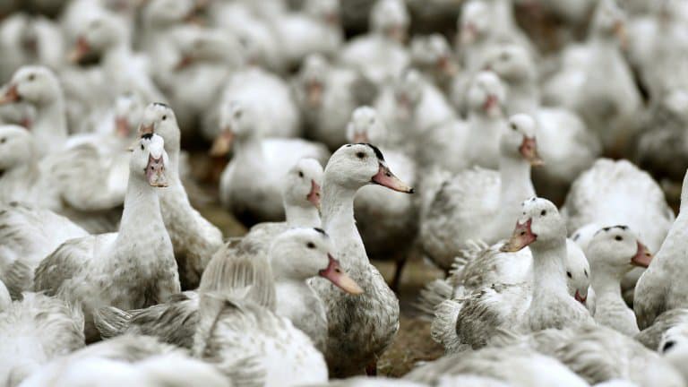 More than 200,000 ducks were killed due to the bird flu pandemic in southwest France.
