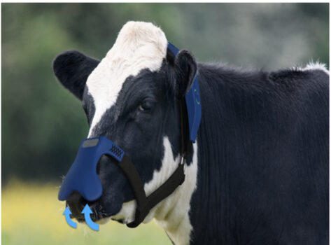 Is it really necessary for British enterprises to develop "cow emission-reducing masks" to reduce carbon emissions?
