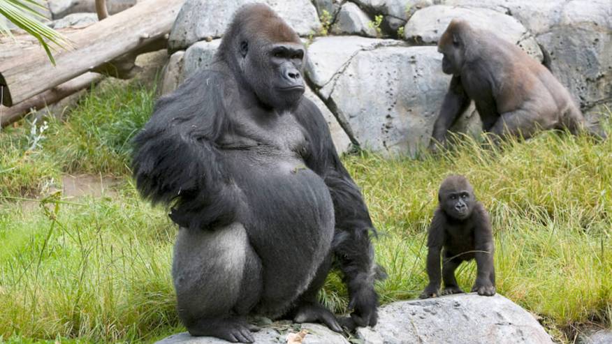 The world's first case! Gorillas in American zoos are infected with the novel coronavirus and are being quarantined collectively.