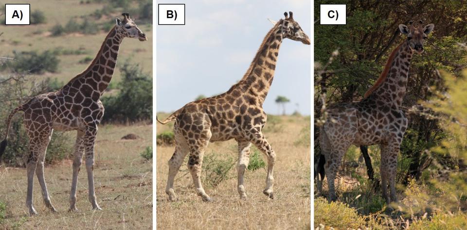 Mini giraffe discovered in Africa: the neck is not short, but the legs are especially short.