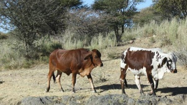 Foot-and-mouth disease cases found in Oshikoto Province, Namibia