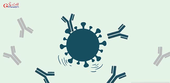 How does the coronavirus vaccine work? How long can it be protected?