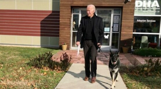 US media: Before Biden takes office, his shepherd dog will participate in the dog "inauguration ceremony"