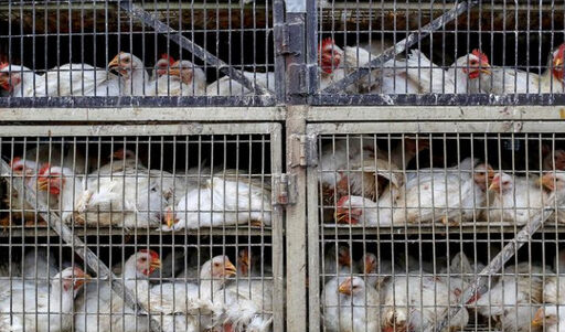The bird flu pandemic in India has spread to seven states and emergency fighting has begun in many places.