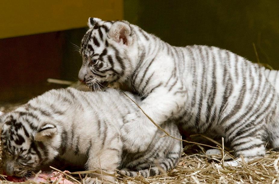 Two white tiger cubs at the Pakistani zoo are suspected to have died of COVID-19, with severe lung damage.