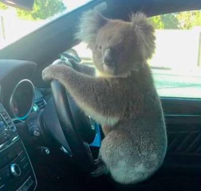 The "perpetrator" of five cars crashed on the Australian highway is only a koala.